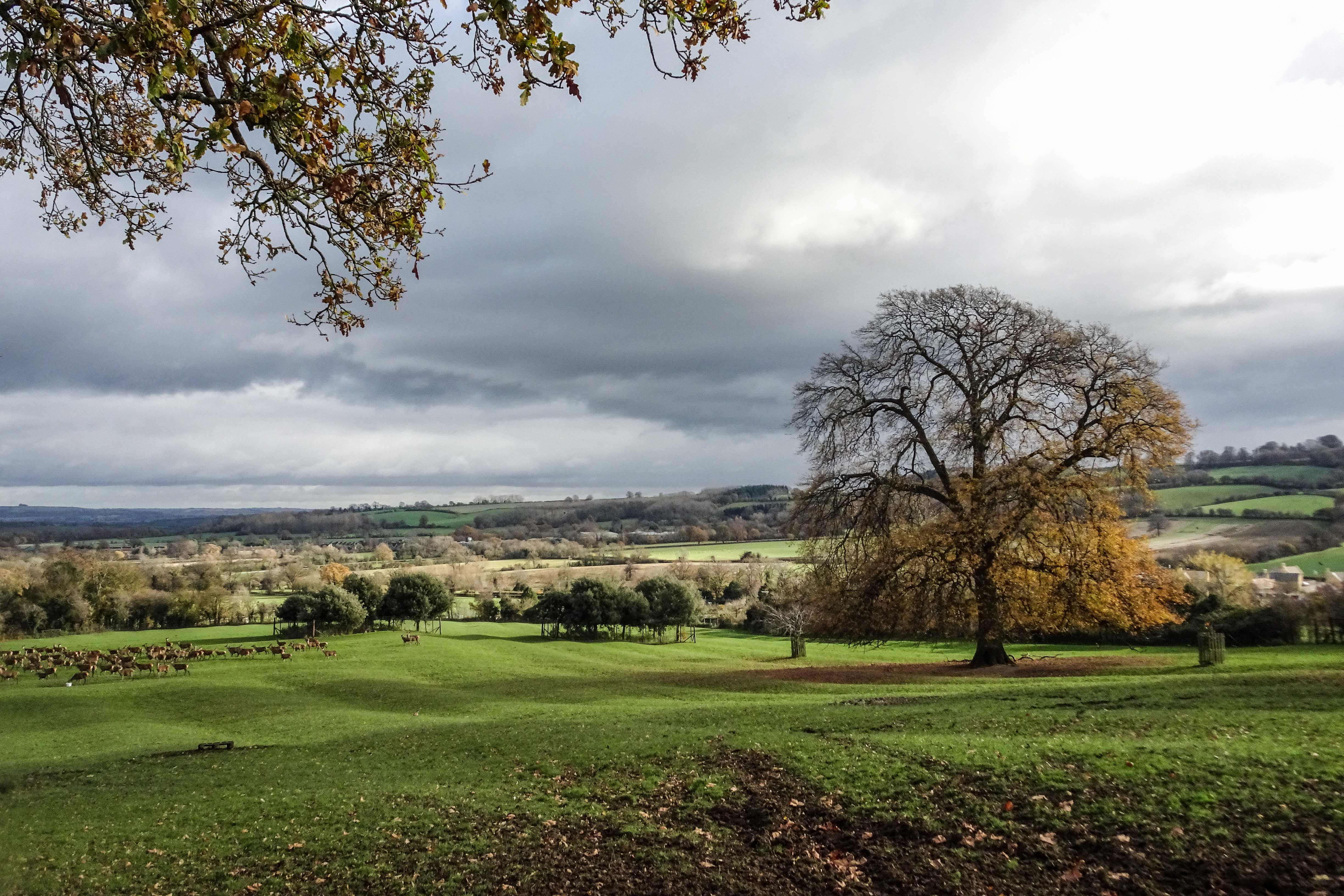 Views of the fields and trees